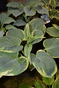 Hosta Francis Williams